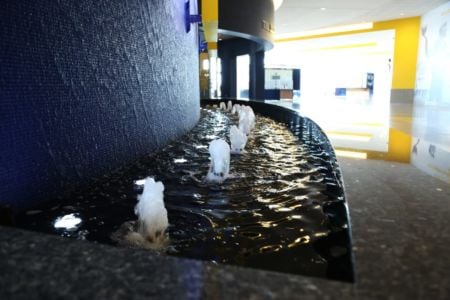 Bubbler-jets-reflection-pool-university-of-michigan-crisler-center-ann-arbor-mi Indoor-water-feature
