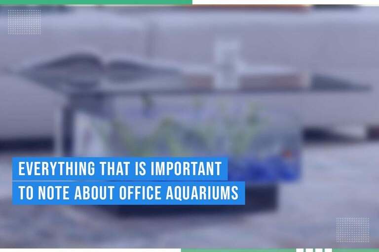 Essential Considerations For Office Aquariums